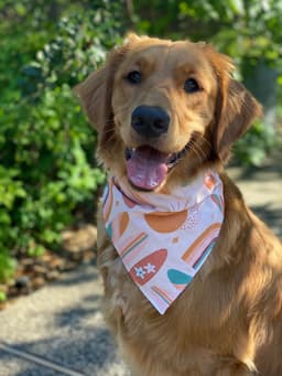 Pet Bandana thumbnail 2
