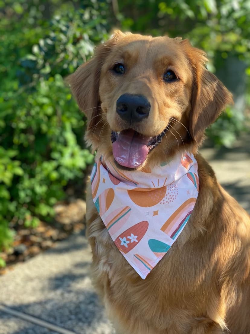 Pet Bandana alternate